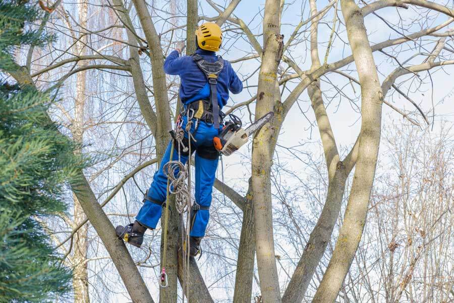 Tree Service